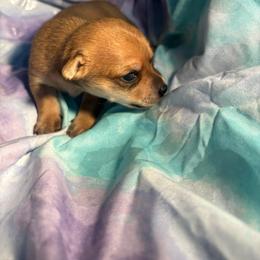 Oakley - Red male Chihuahua puppy in Scranton, South Carolina from The Magnolia Pawlor, LLC