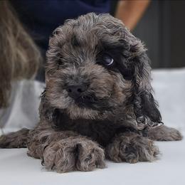 Mia - Merle female Cockapoo puppy in New Jersey from Teddy Bear Cockapoos