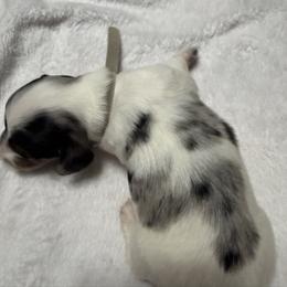 Harrison - Dapple male Dachshund puppy in Milo, Missouri from Gillian’s Darling’ Doxies