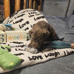 RainBow - Brown female Chesapeake Bay Retriever puppy in Merlin, Oregon from Creekside Chesapeakes