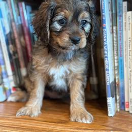 Cockapoos and Cocker Spaniels from Red Stick Kennels, LLC