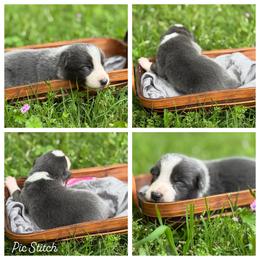 Slate.blue -1650 -smooth - Slate male Border Collie puppy in Nashville, Arkansas from Whisenhunt Farms