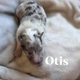 Otis - Sable merle and white male Shetland Sheepdog puppy in Gladbrook, Iowa from T Triple C Shelties