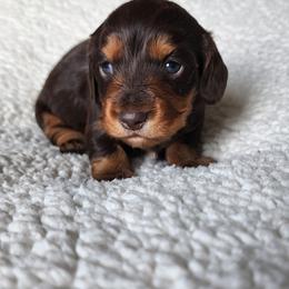 Keeper Girl - Chocolate and tan female Dachshund puppy in Anaconda, Montana from Williams Family Dachshunds