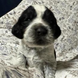 Baby boo - Black and white male English Springer Spaniel puppy in Coeur D'alene, Idaho from Springer Hollow