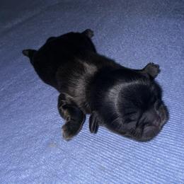 Girl 5 - Black female Shih Tzu puppy in Groveland, Florida from Jenny's Shih Tzus