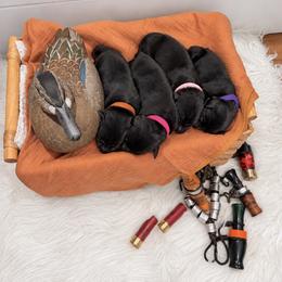 Labrador Retriever Puppies from Brian Kalkbrenner