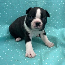 Valorie - Black brindle and white female Boston Terrier puppy in Fillmore, Illinois from Wind Hill Puppies