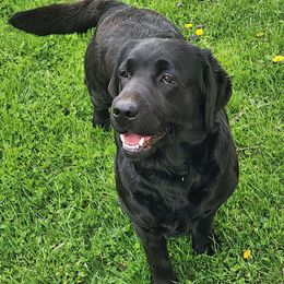 Boot Scoot - Labrador Retriever