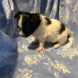 Boston - White black and tan male Papillon puppy in Salina, Utah from Desert Mountain Papillons