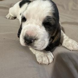 Shamrock - Black white and brown male Basset Hound puppy in Loup City, Nebraska from WoodKrick Bassets