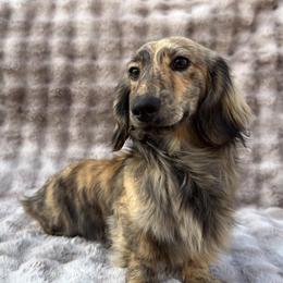 Tater Tot - Dachshund