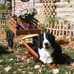 Bernese Mountain Dog All Grown Up from Tollhaus Bernese Mountain Dogs