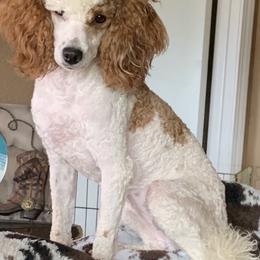 Ariel - Poodle