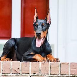 Doberman Pinscher Puppies from Imperium Dobermann Kennel