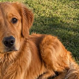 Golden Retrievers from Golden Roots Retrievers