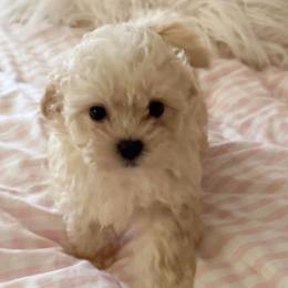 Reba - Apricot female Maltipoo puppy in Wendell, North Carolina from Teddys Teddy Bears