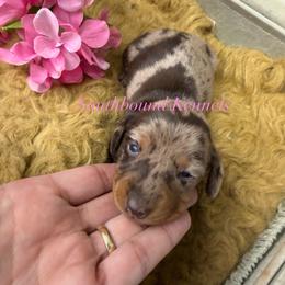 Pink - Dapple female Dachshund puppy in Leoma, Tennessee from Southbound Kennel