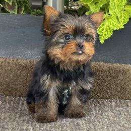 Theo - Black and tan male Yorkshire Terrier puppy in Lebanon, Kentucky from Mosaic Merle Doodles