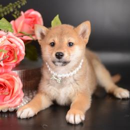 Girl 1 - Red female Shiba Inu puppy in Neosho, Missouri from Sunny Terrace Shibas