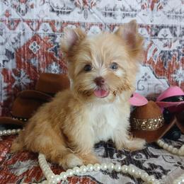 ImaNi - Gold female Yorkshire Terrier puppy in Humble, Texas from Marnax Yorkshire Babies