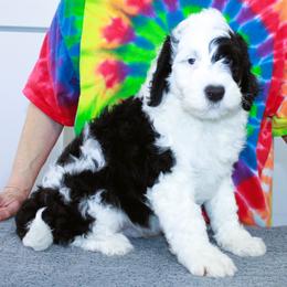 Zach - Black and white male Portuguese Water Dog puppy in Beatrice, Nebraska from Success Portuguese Water Dogs
