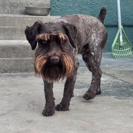 Koba - Miniature Schnauzer
