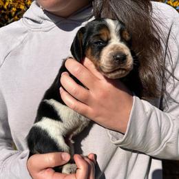 Male 2 - Black brown and white male Basset Hound puppy in Lindley, New York from Hill Top Basset Hounds & Cane Corso