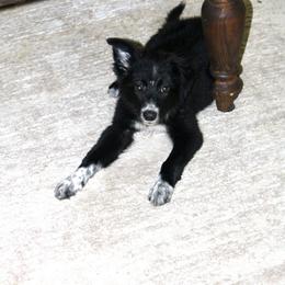 Shy - Black and white female Border Collie puppy in Kountze, Texas from Bridges Border Collies