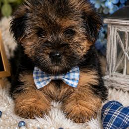 Scar - Black and tan male Yorkipoo puppy in Gastonia, North Carolina from Banks Dynasty Kennel