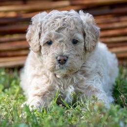 Penelope - Cream female Cavapoo puppy in Gurdon, Arkansas from Franklin Ranch Pups