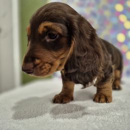 Suzy - Dachshund