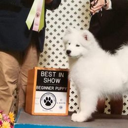 Samoyeds from Arctic Edge Samoyeds