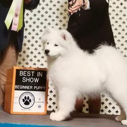Samoyeds from Arctic Edge Samoyeds