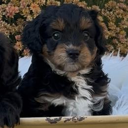 Coco - Black tri-color female Aussiedoodle puppy in Meridian, Idaho from Saguaro Jasper Aussiedoodles