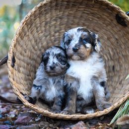 Aussiedoodle Puppies from Johnson’s Highland Pride Aussiedoodles