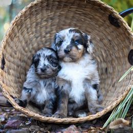 Aussiedoodle Puppies from Johnson’s Highland Pride Aussiedoodles