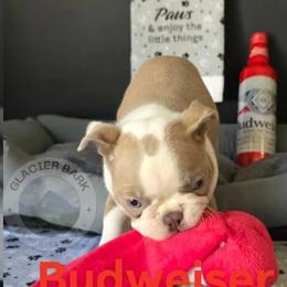 Budweiser - Lilac male Boston Terrier puppy in Columbia Falls, Montana from Glacier Bark Boston Terriers