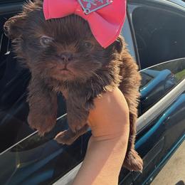 Puppy female 2 - Chocolate female Shih Tzu puppy in Whittier, California from Shihtzu