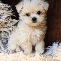 Maltipoo Puppies from Meadowlark Maltipoos