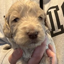 Goldendoodle Puppies from Double J’s Doodles