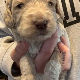Goldendoodle Puppies from Double J’s Doodles