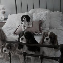 Cavalier King Charles Spaniels from Alane's Cavalier King Charles Spaniels