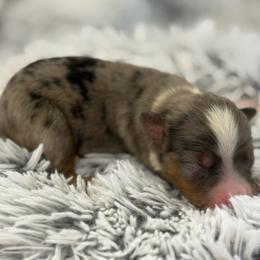 Maci - Blue merle female Toy Australian Shepherd puppy in Ambrose, Georgia from Brandilyn's Aussies