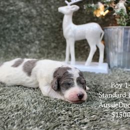 Boy 1 - Aussiedoodle puppy from His and Hers Poodles and Doodles