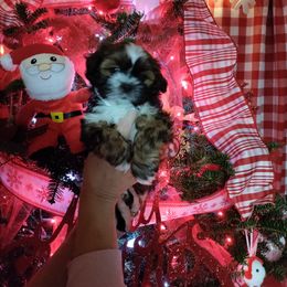 Shih Tzu Puppies from Starrynight Shih Tzu