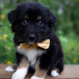 Sleepy - Black tri-color male Australian Shepherd puppy in Georgetown, Texas from River Reign Australian Shepherds