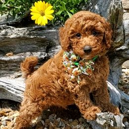 Poodles from Meadowbrook Poodles