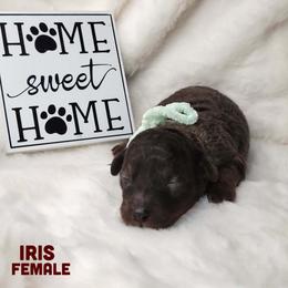 Iris - Merle female Goldendoodle puppy in Beecher, Illinois from Erica’s Doodles