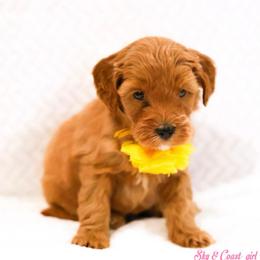 Eleven - Caramel red female Australian Labradoodle puppy in Diamond Bar, California from Furrytaildoodles